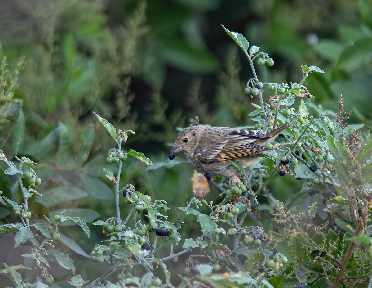 Common Rosefinch - ML644912622