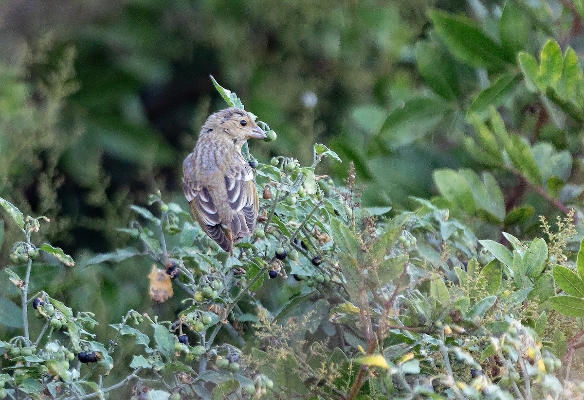 Common Rosefinch - ML644912623