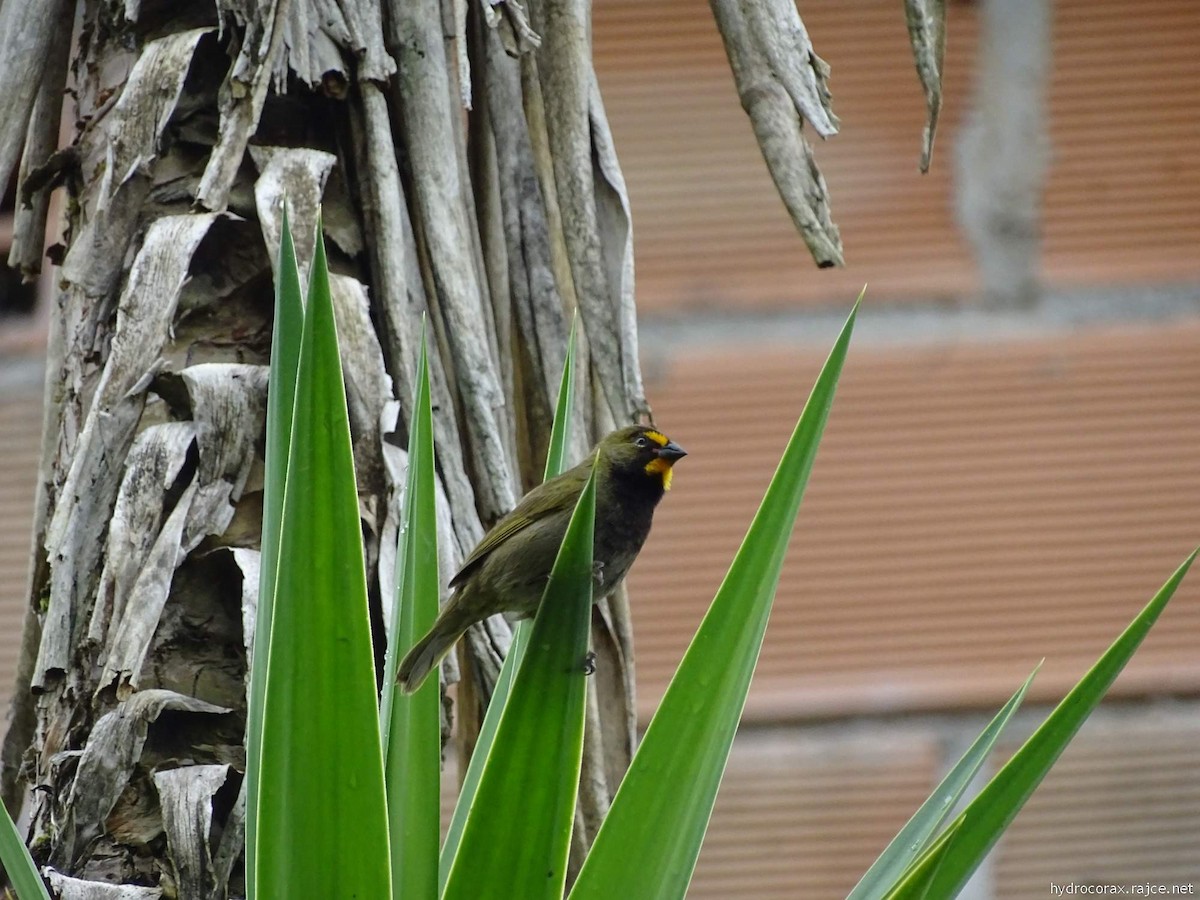 Yellow-faced Grassquit - ML644912626