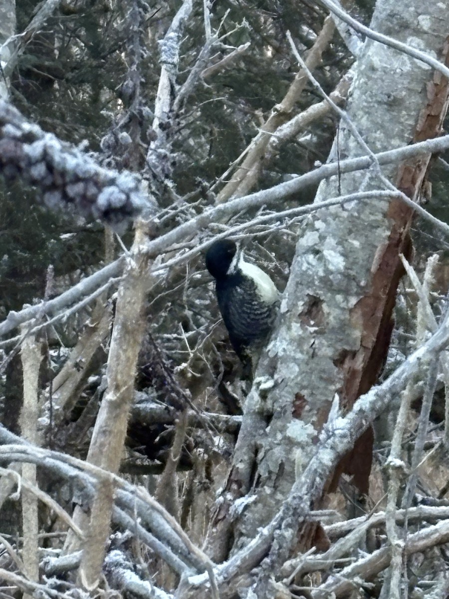 Black-backed Woodpecker - ML644912636