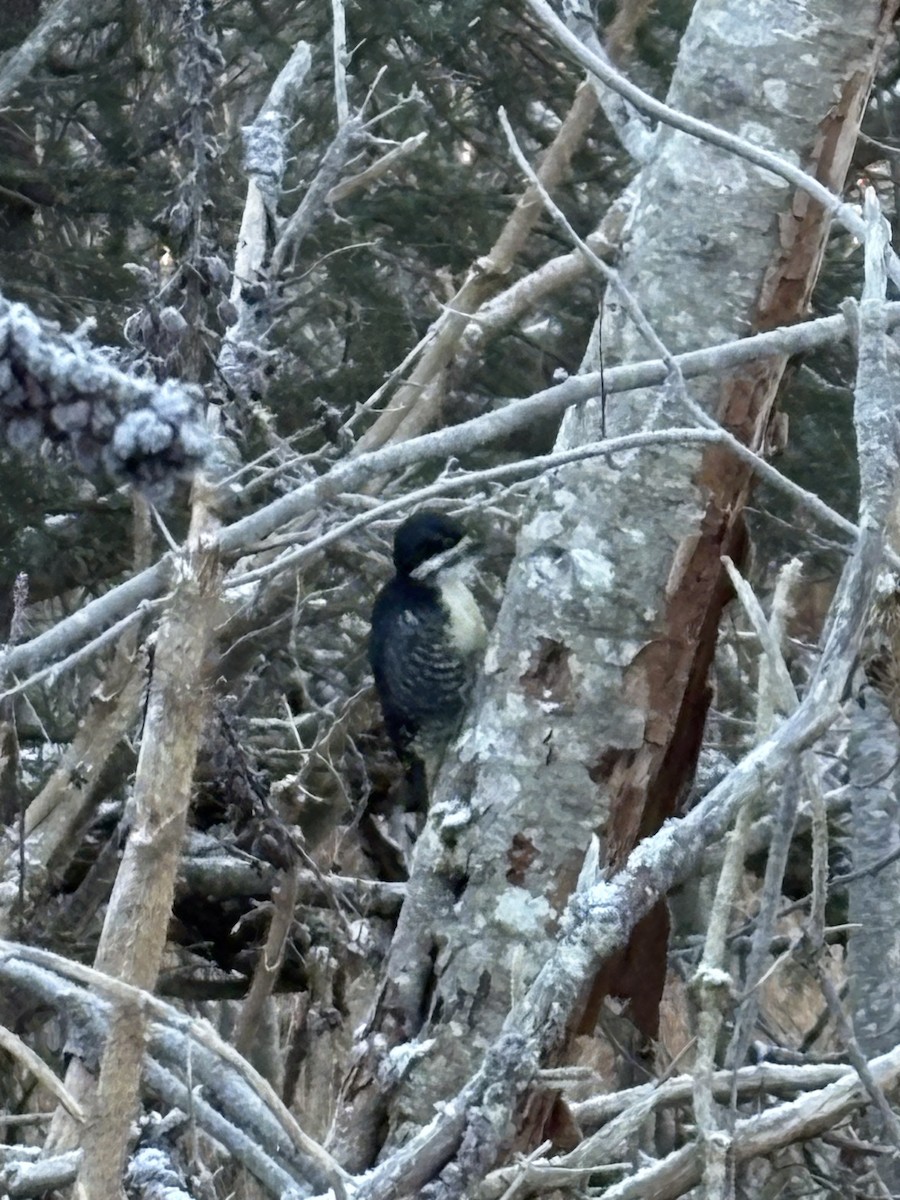 Black-backed Woodpecker - ML644912637