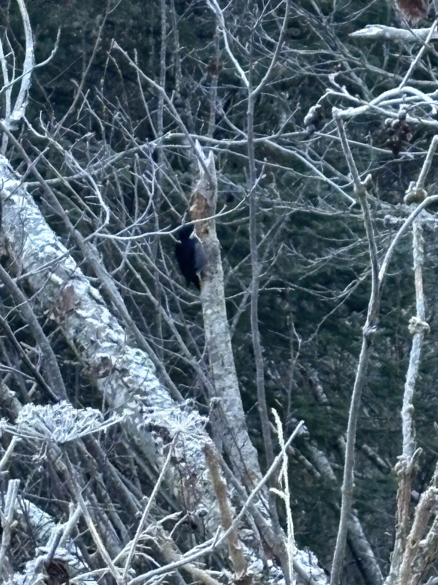 Black-backed Woodpecker - ML644912638