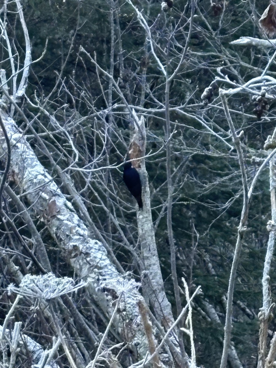Black-backed Woodpecker - ML644912640