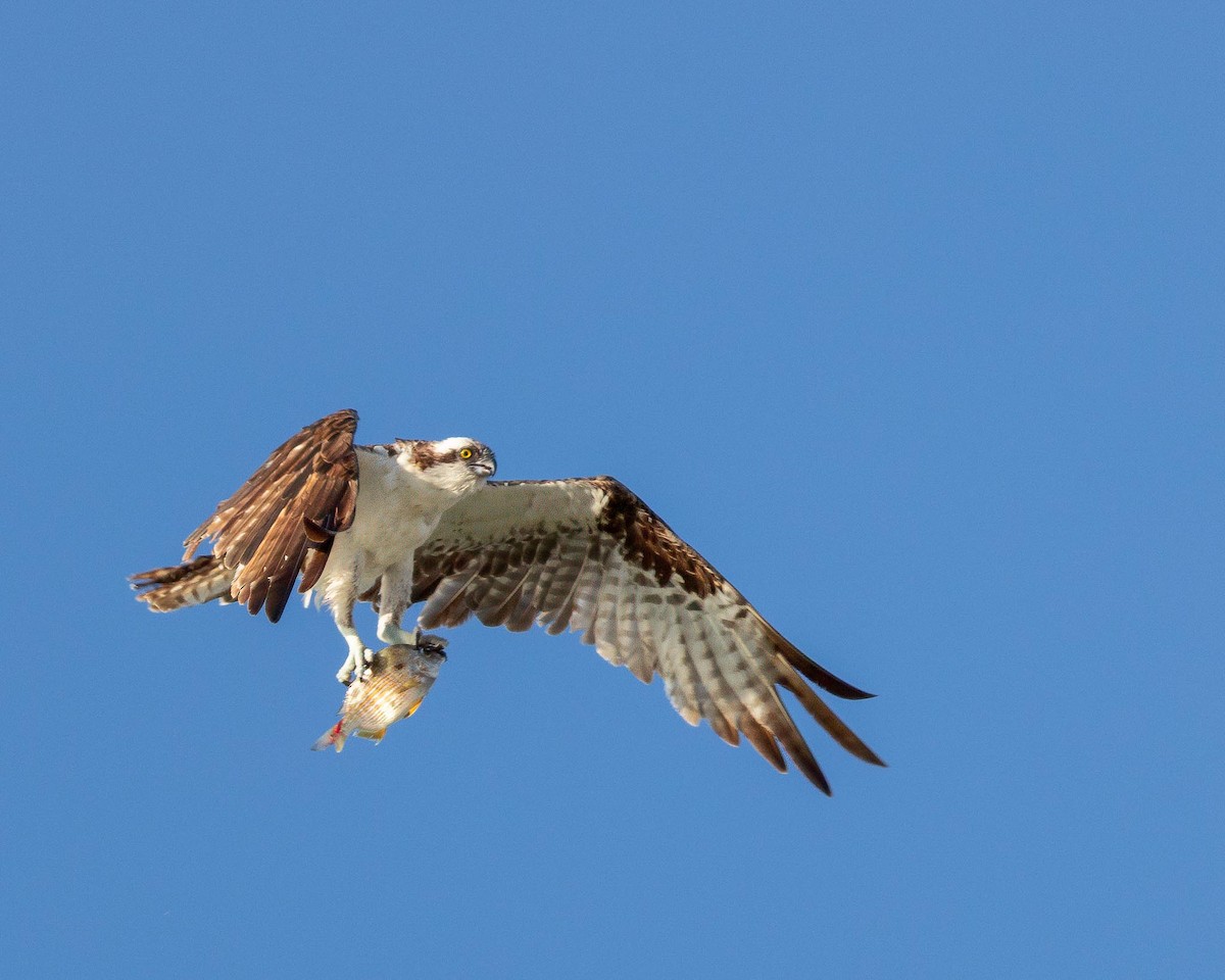 Osprey - ML644912656