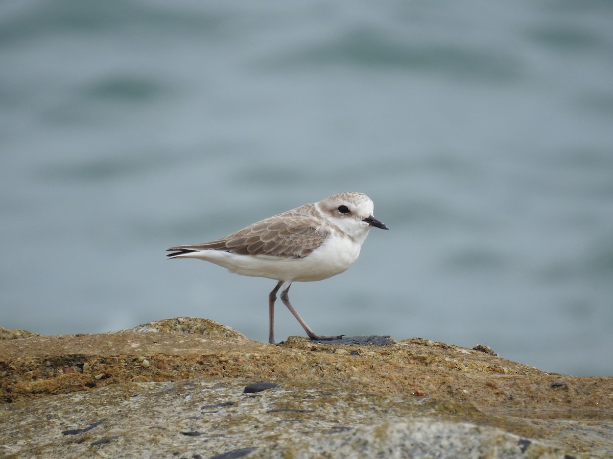 White-faced Plover - ML644912679