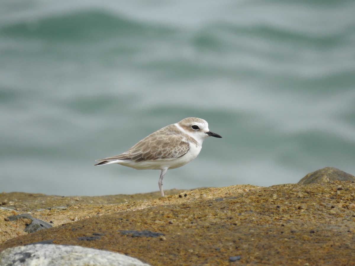 White-faced Plover - ML644912680