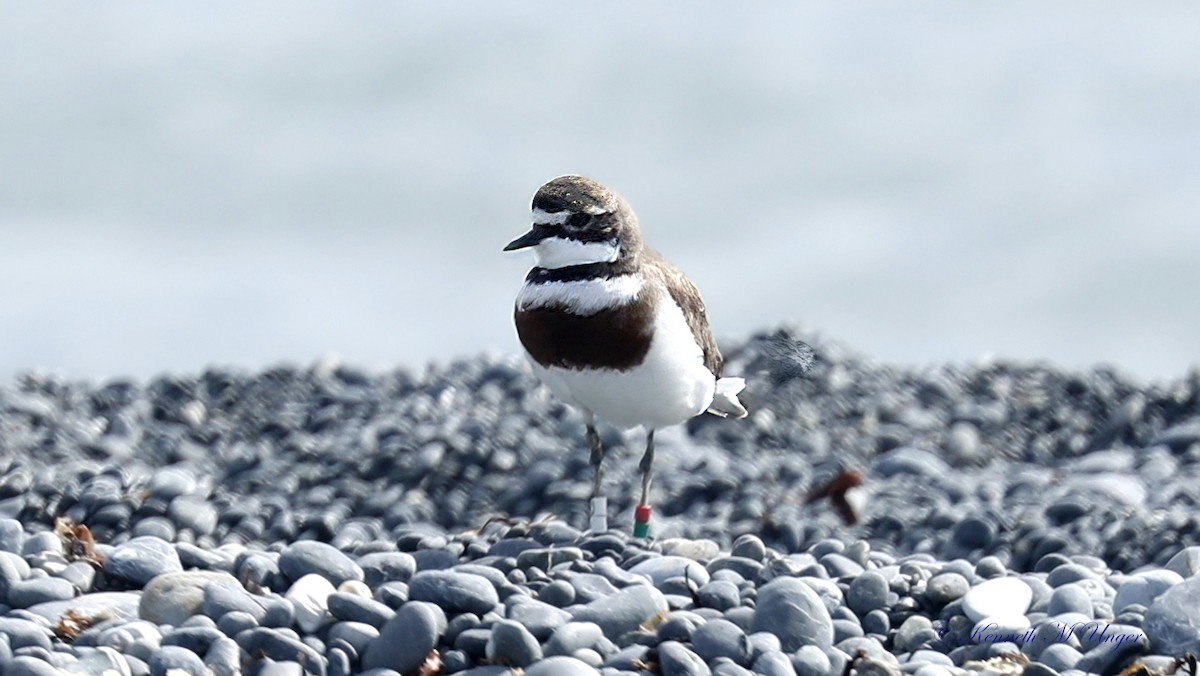 kulík dvoupruhý - ML644912681