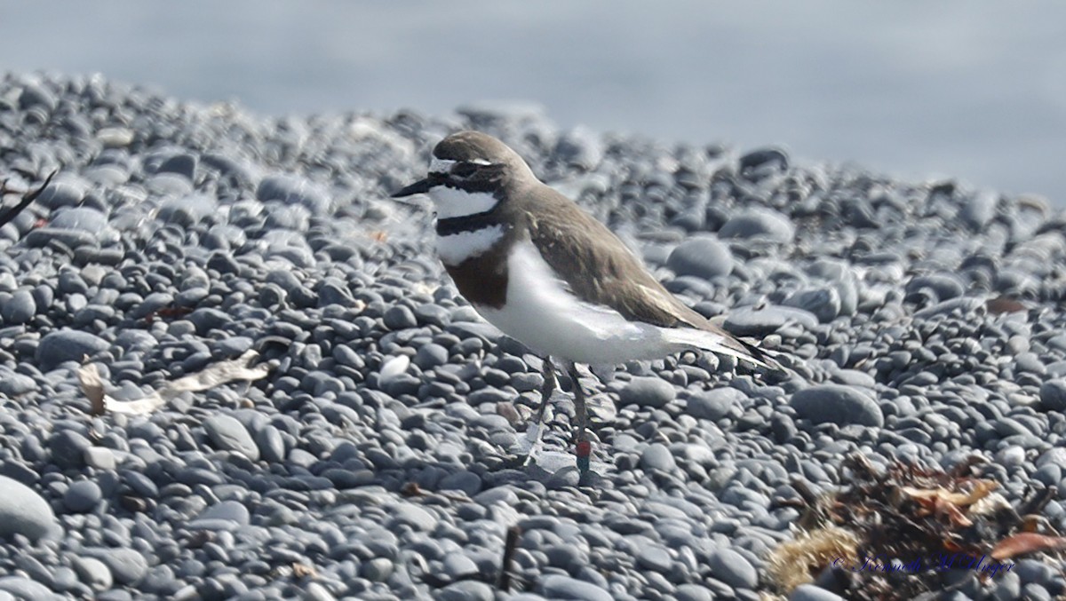 kulík dvoupruhý - ML644912682