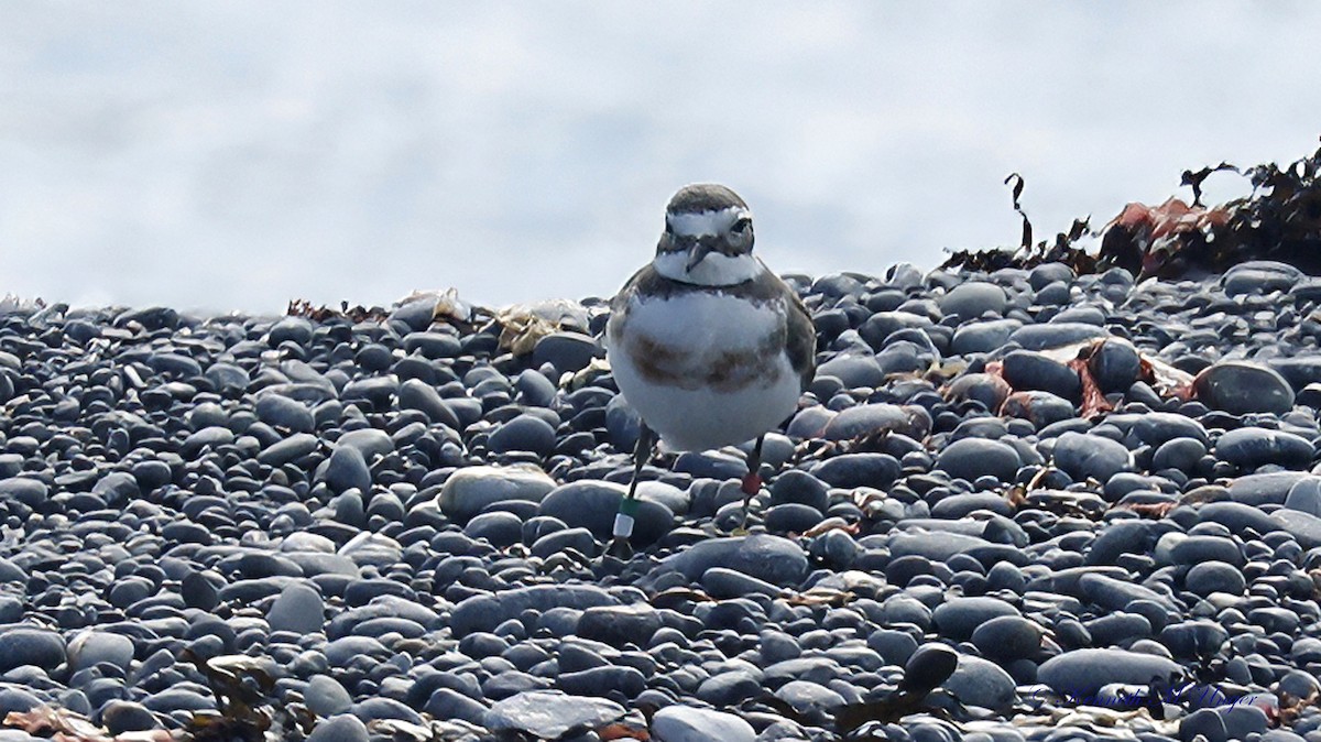 kulík dvoupruhý - ML644912683