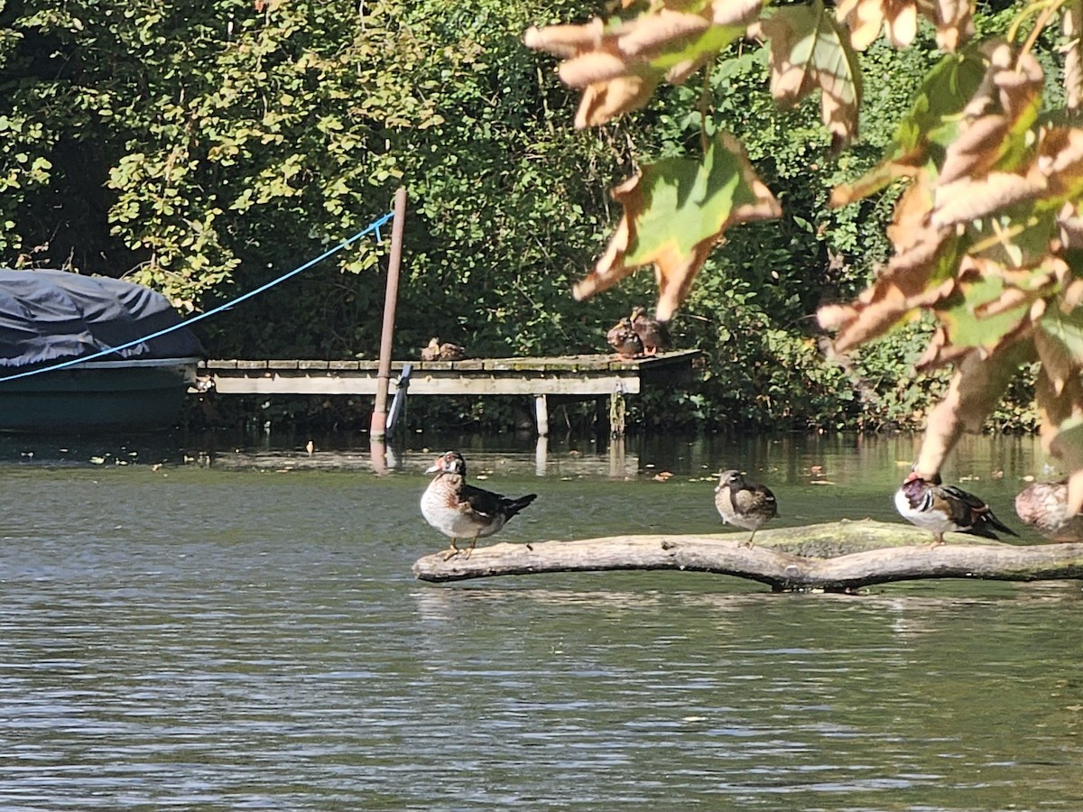 Wood Duck - ML644912685