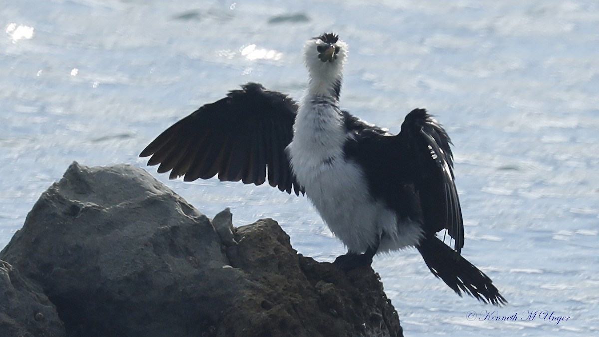 kormorán černobílý - ML644912686