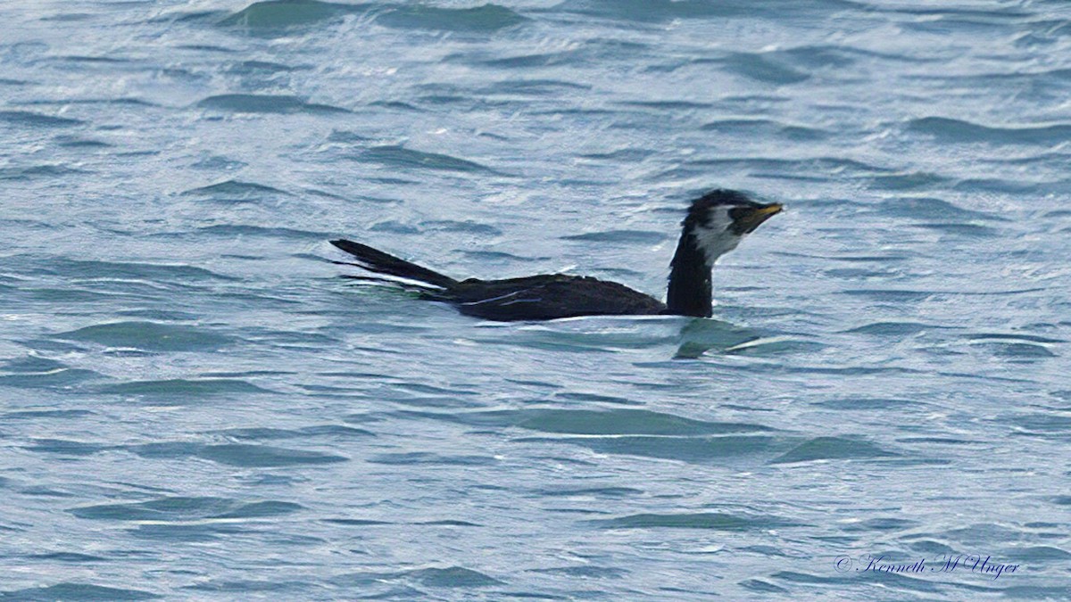 kormorán černobílý - ML644912687