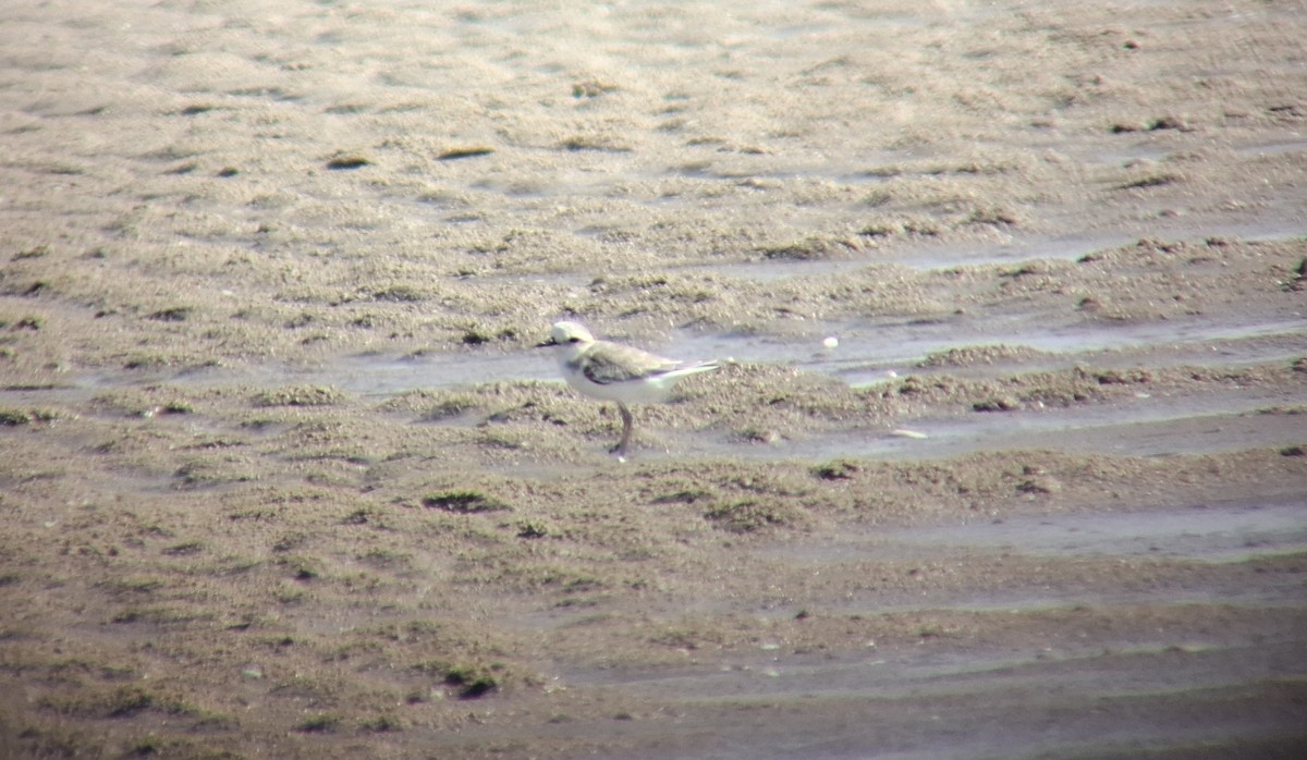 White-faced Plover - ML644912690