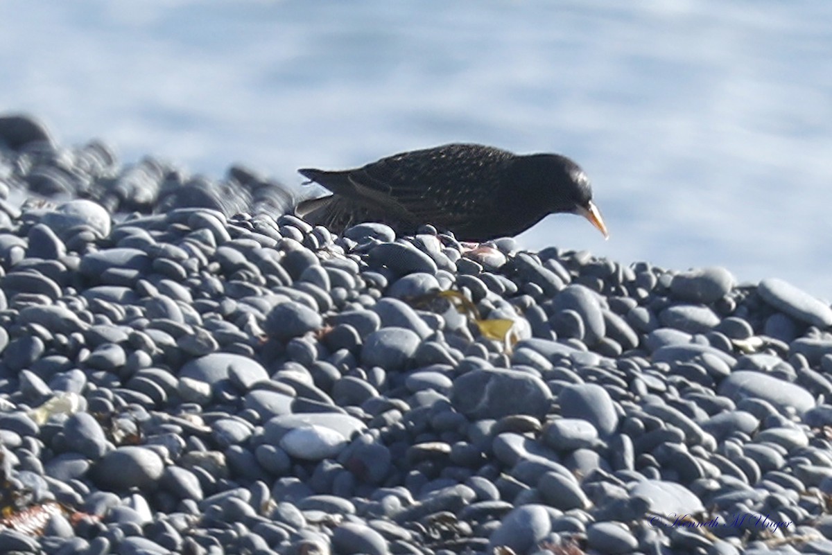 špaček obecný - ML644912691