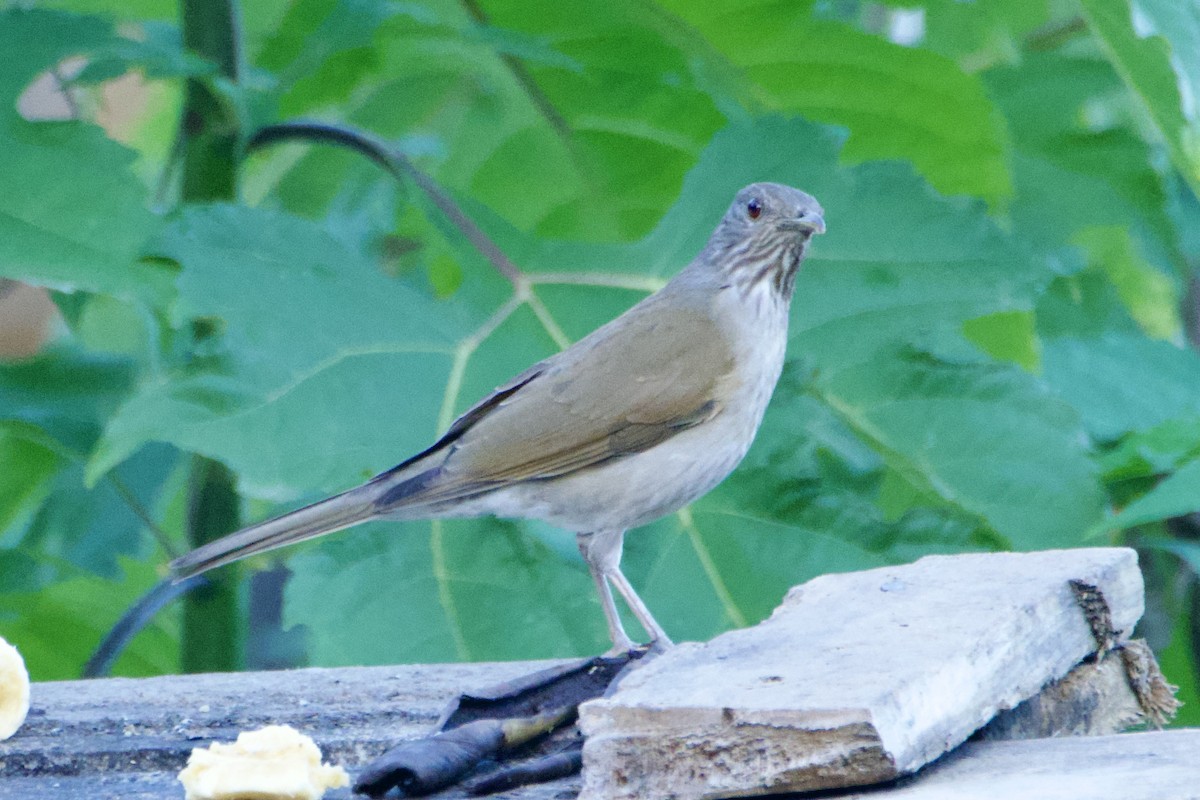 Fahlbrustdrossel - ML644912697