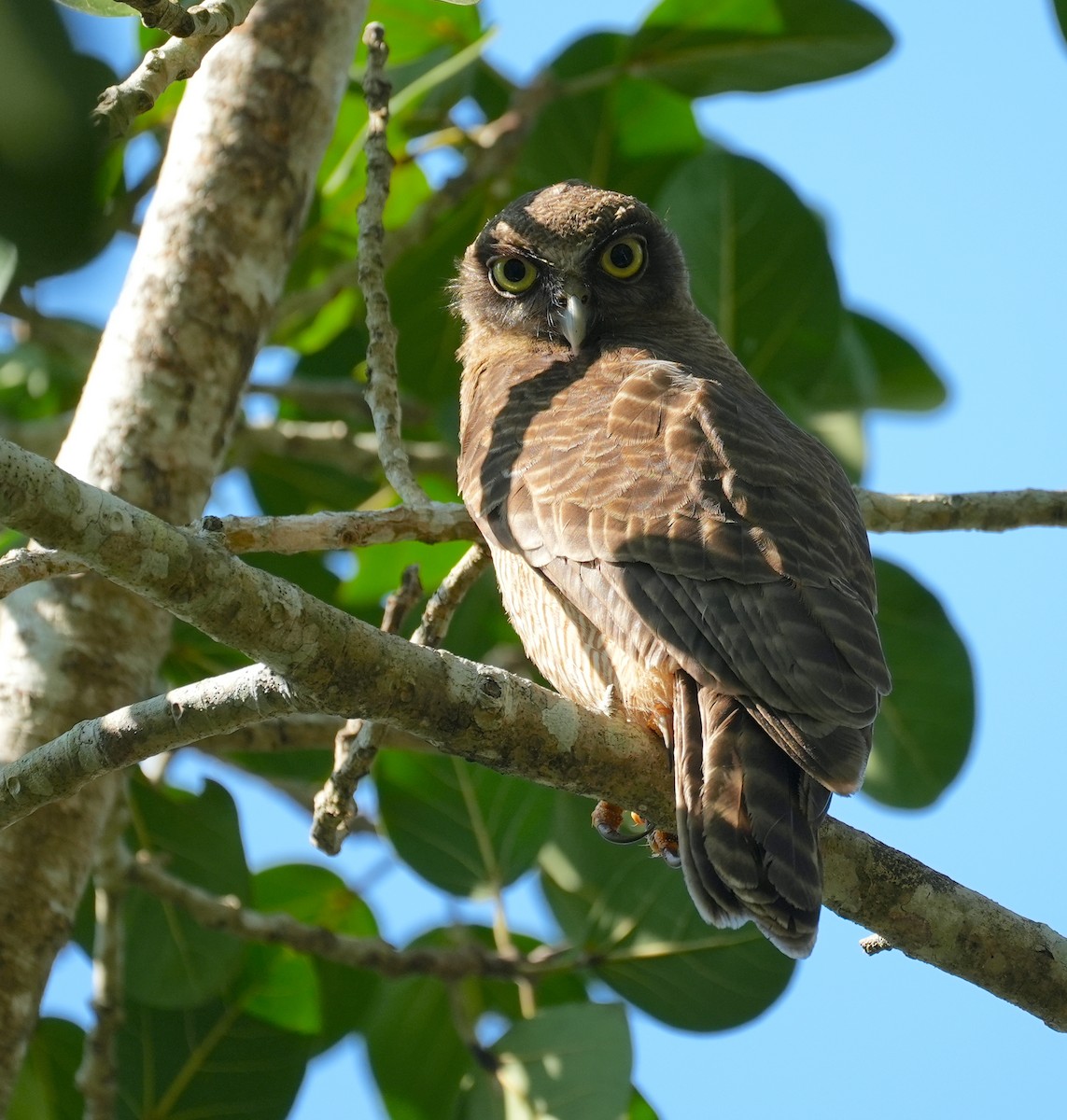 Рыжая иглоногая сова - ML644912706