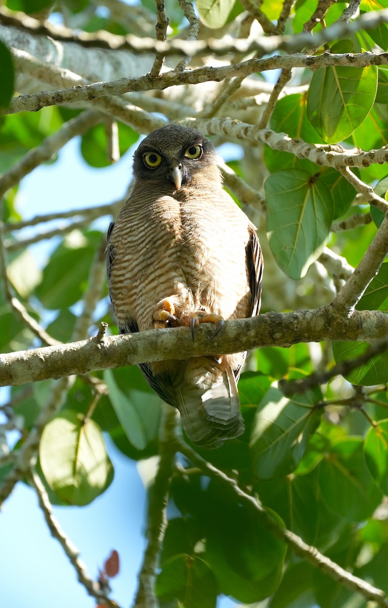 Рыжая иглоногая сова - ML644912707