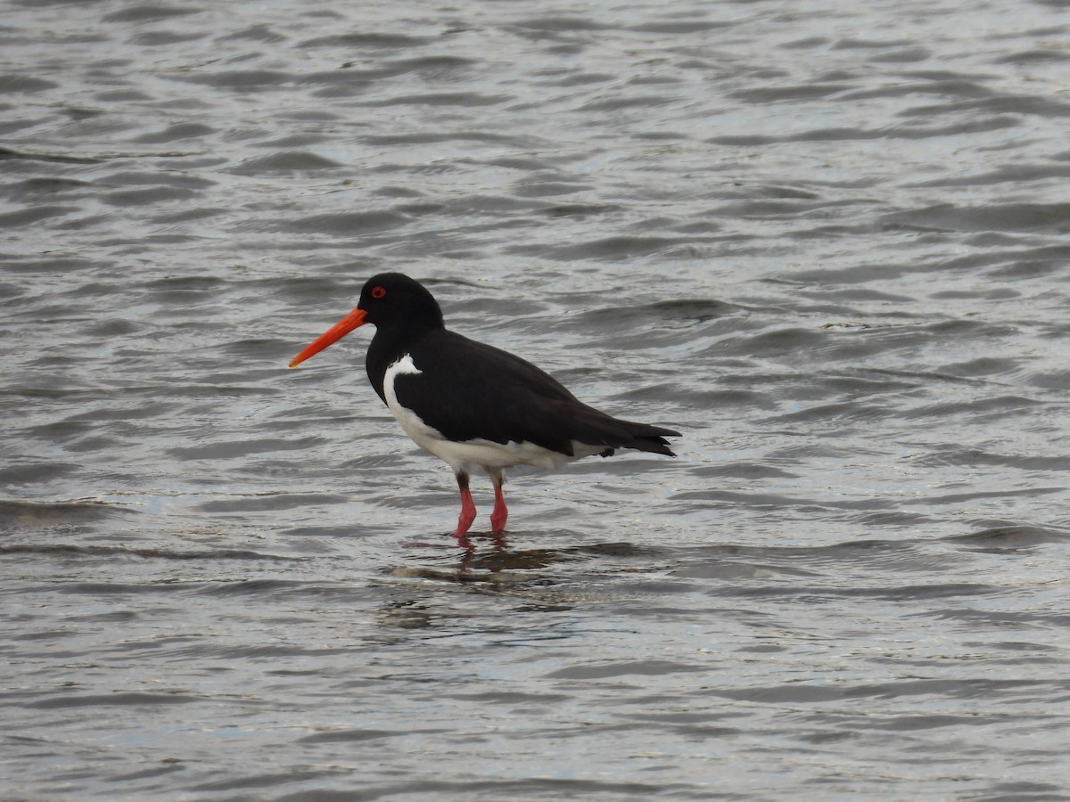 Pied Oystercatcher - ML644912711