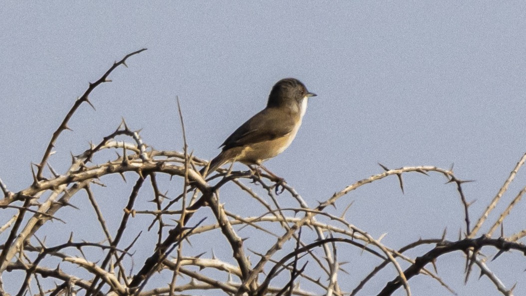 Sardinian Warbler - ML644912717