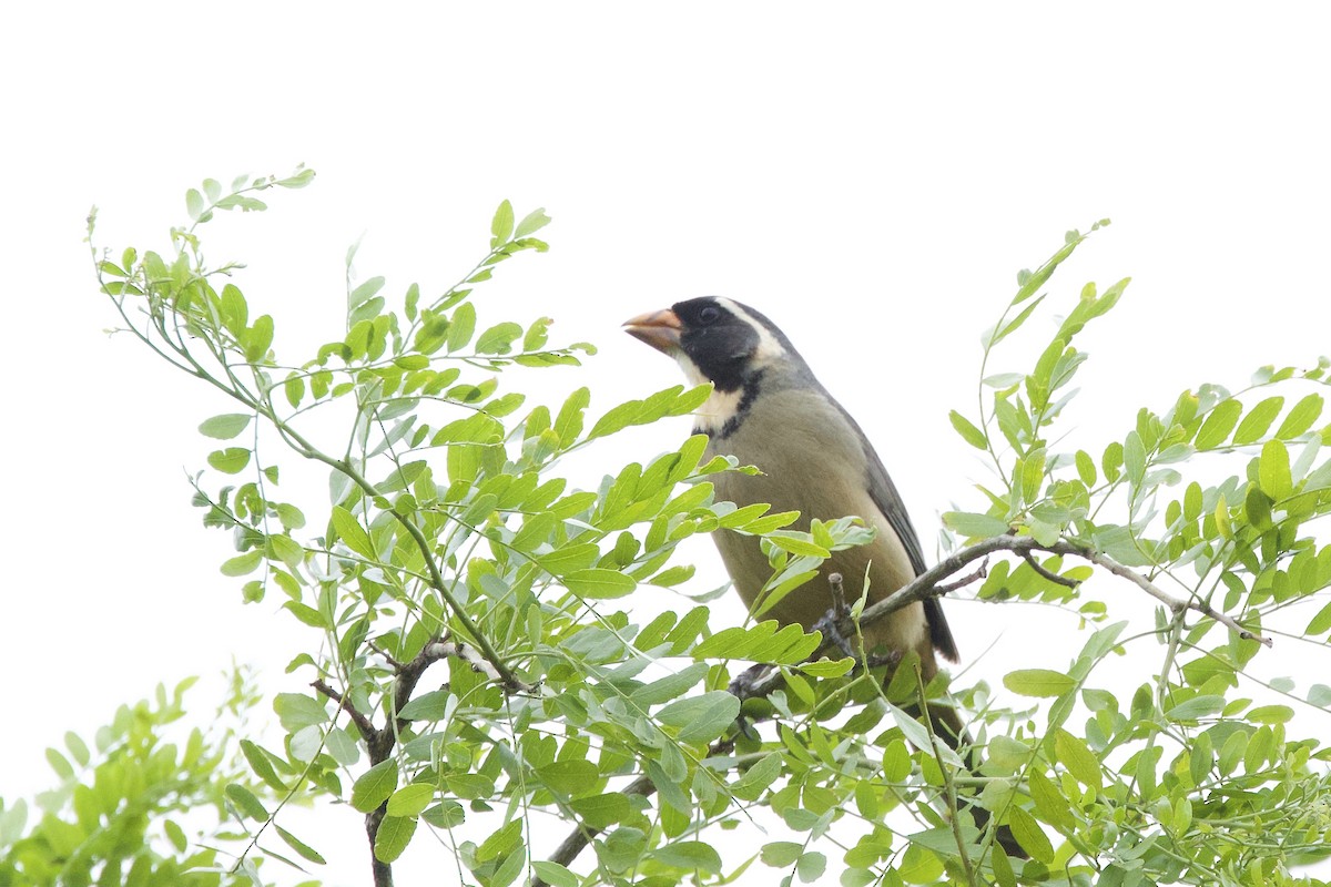 oransjenebbsaltator - ML644912730