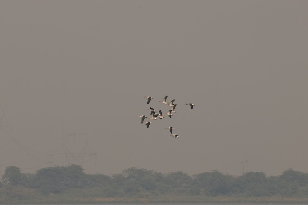 Graylag Goose - ML644912733