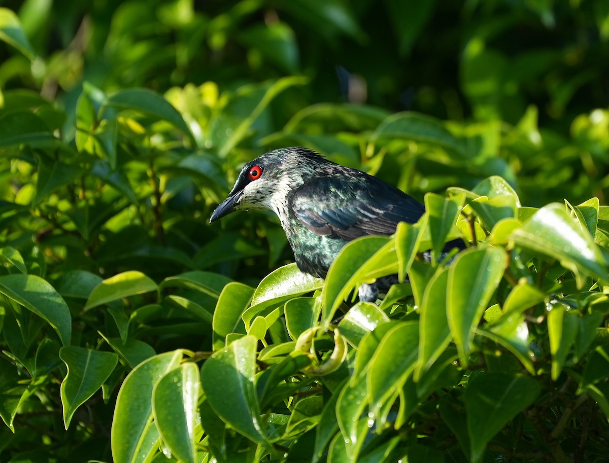 Metallic Starling - ML644912742