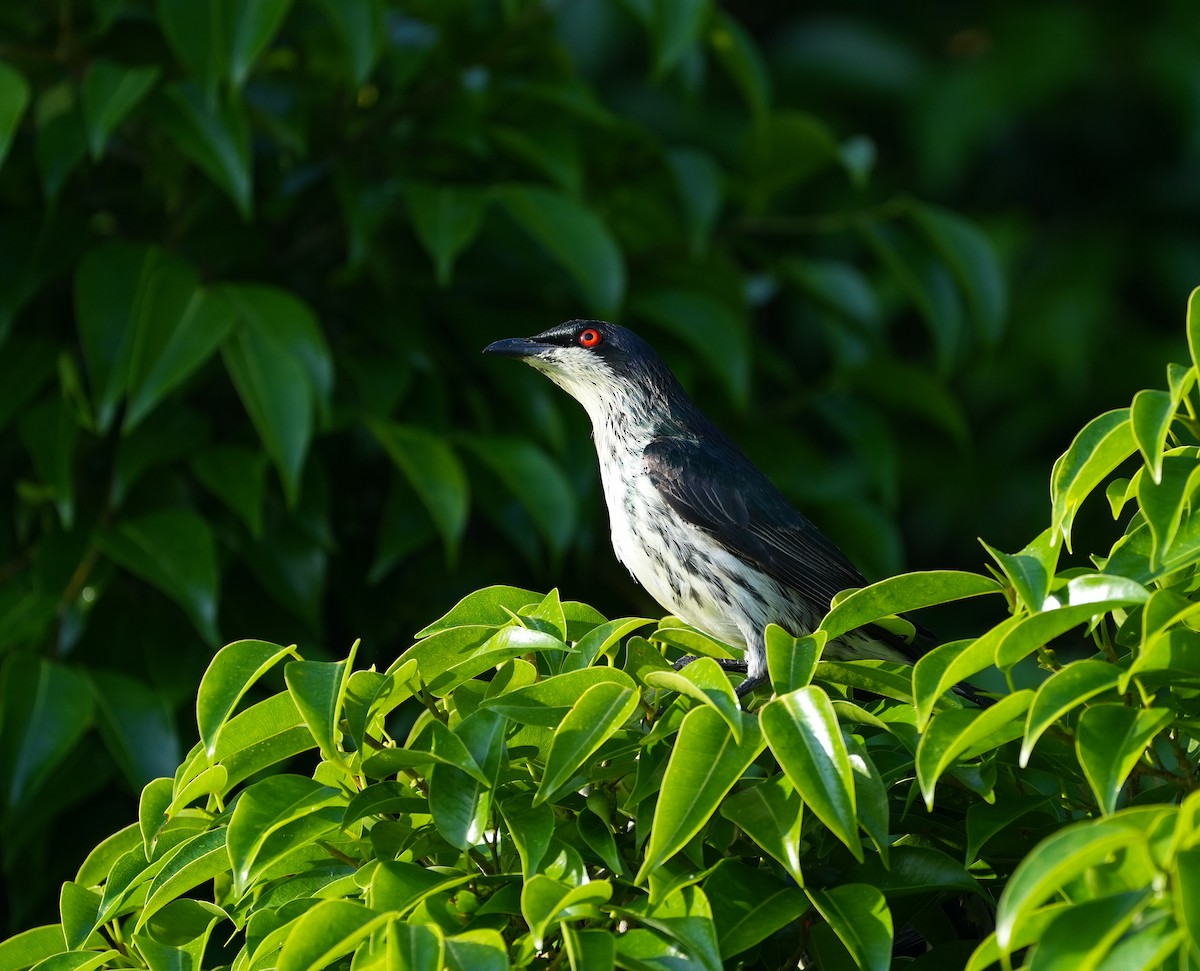 Metallic Starling - ML644912743