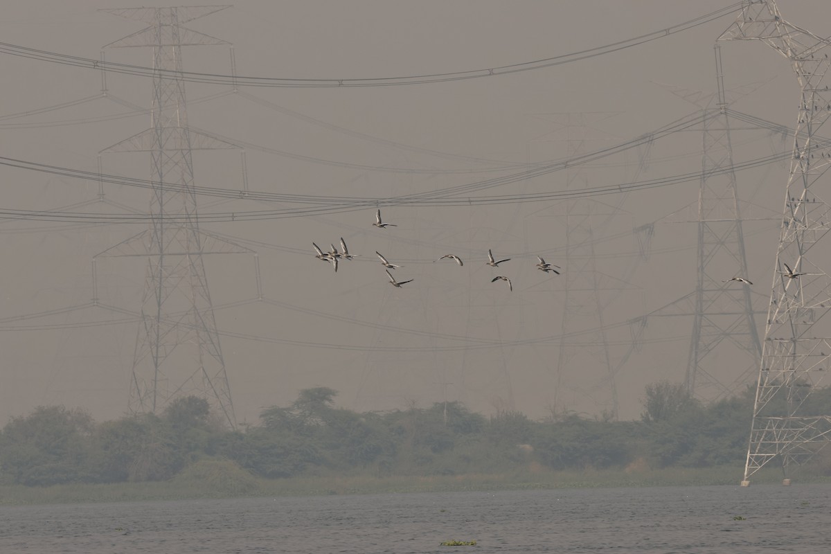 Graylag Goose - ML644912759