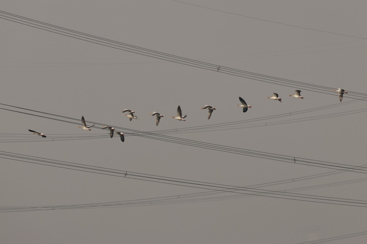 Graylag Goose - ML644912760