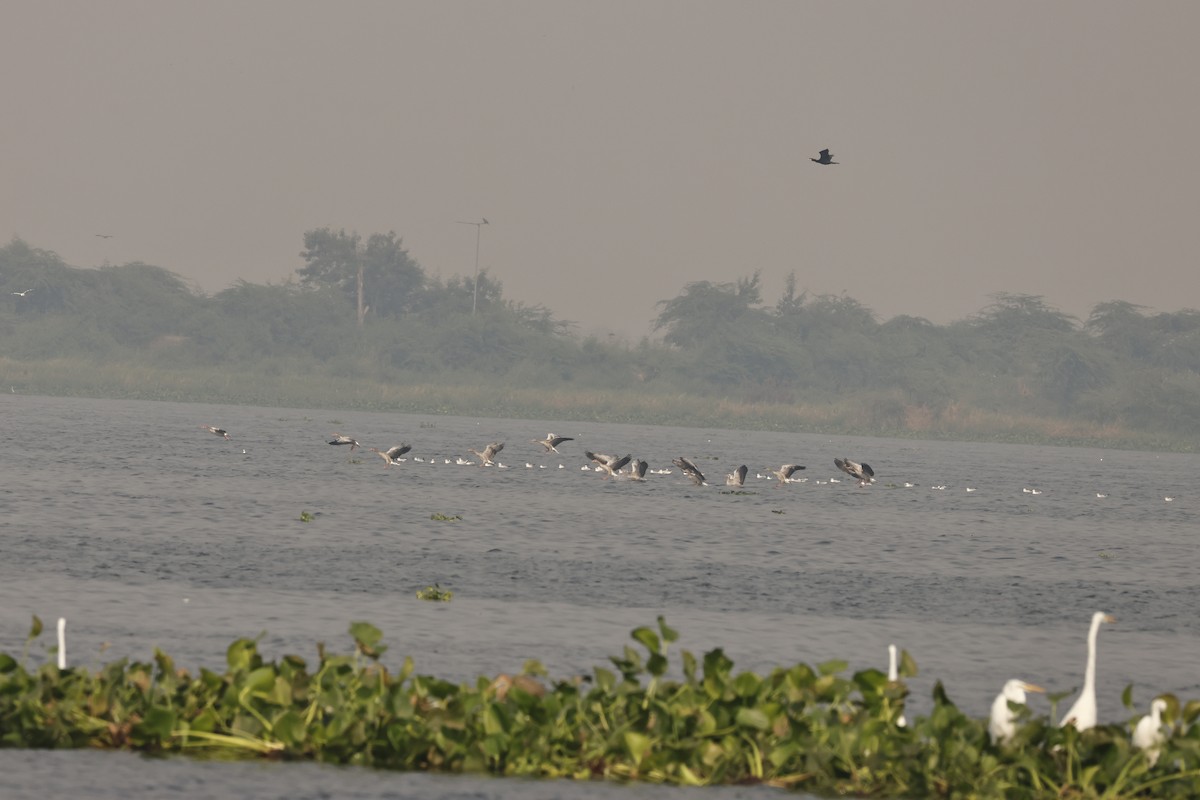 Graylag Goose - ML644912761