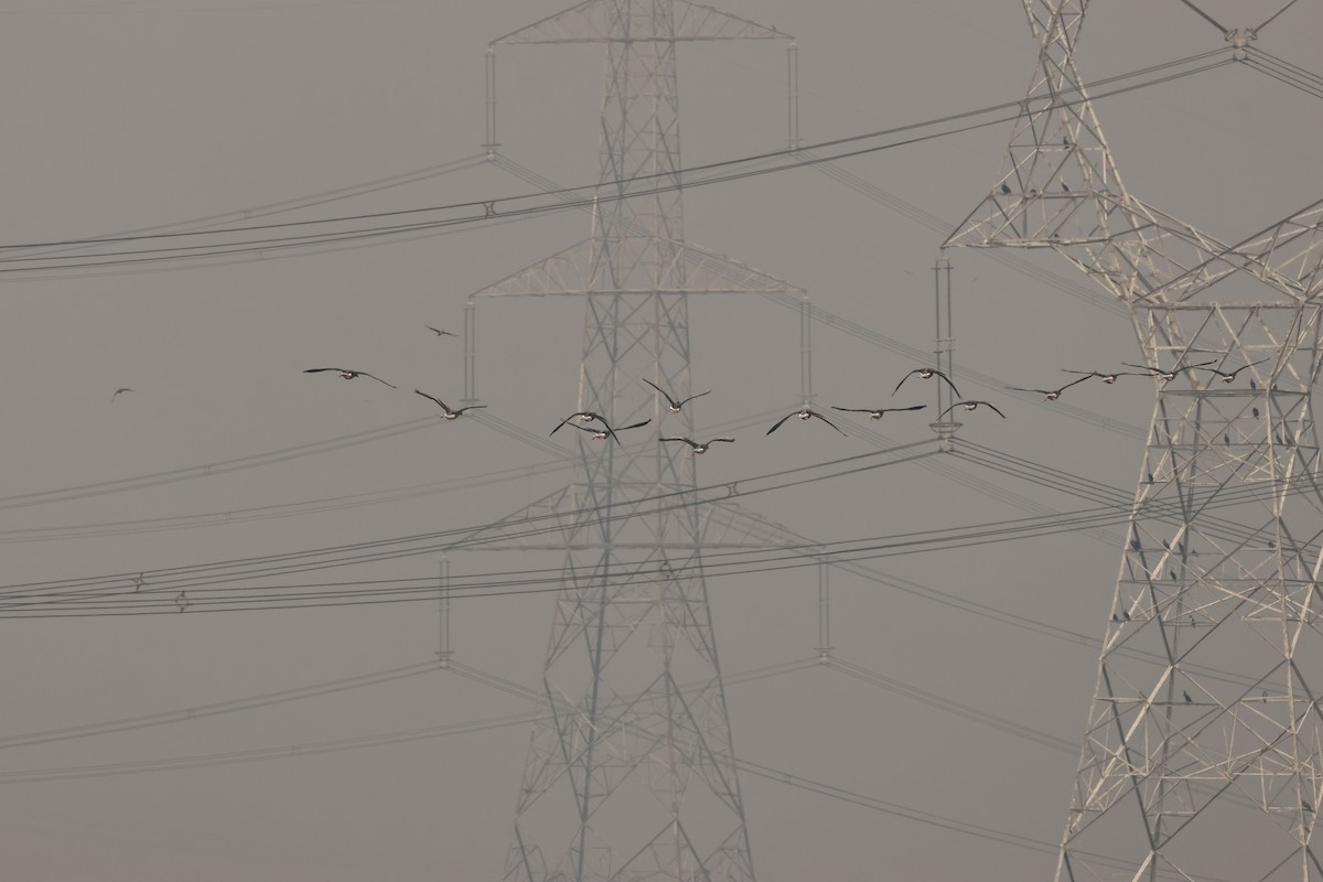 Graylag Goose - ML644912762