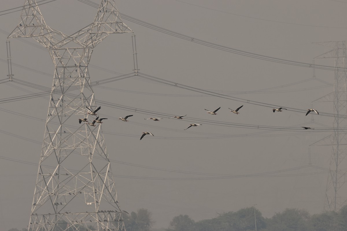 Graylag Goose - ML644912763