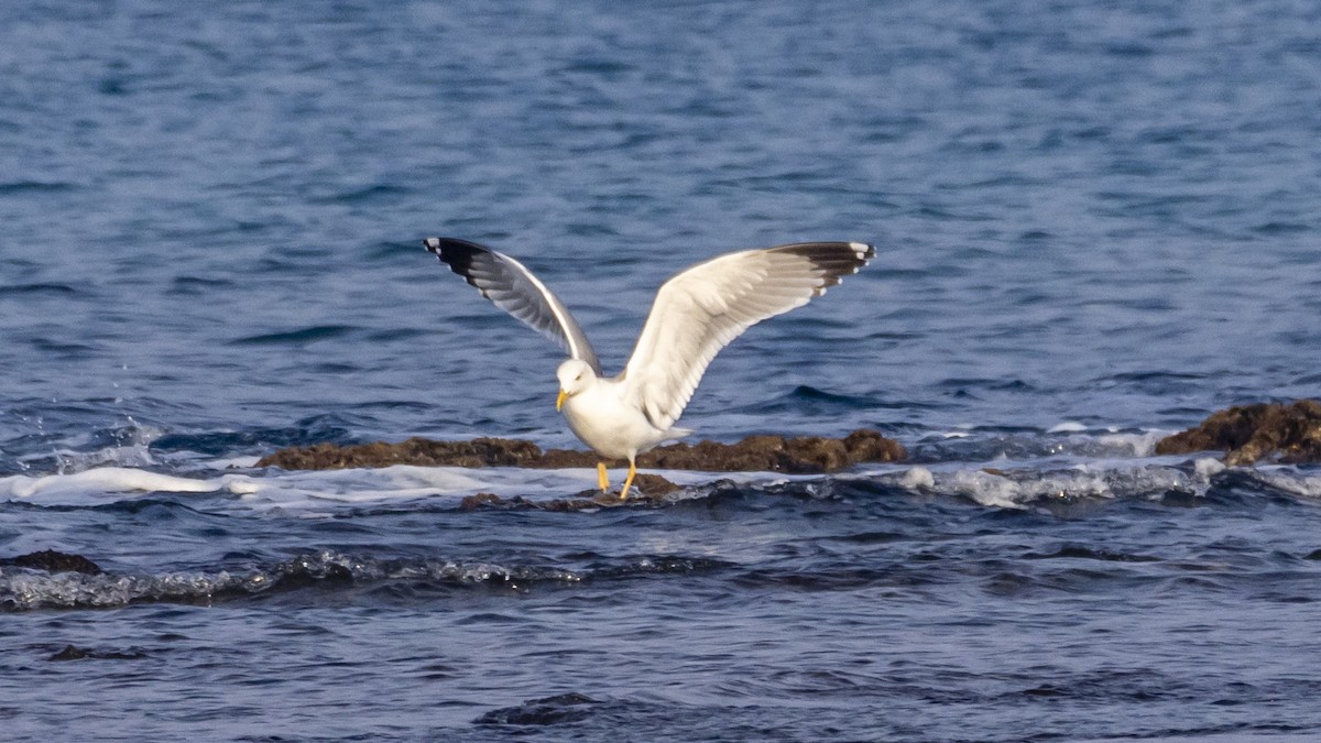 Yellow-legged Gull - ML644912774