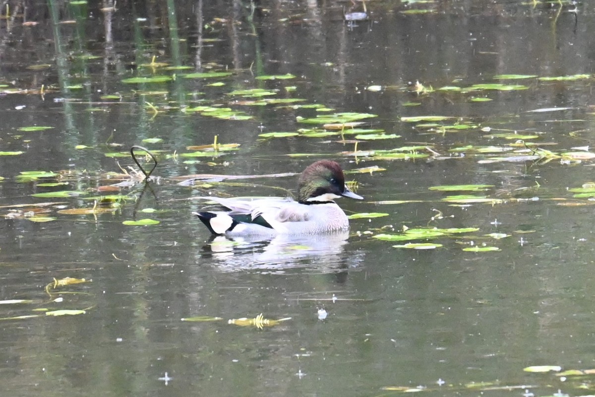 ヨシガモ - ML644912776