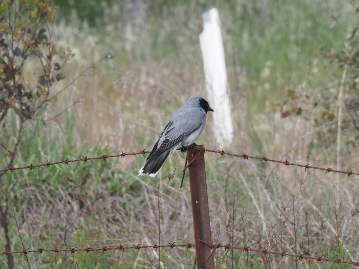 Black-faced Cuckooshrike - ML644912784