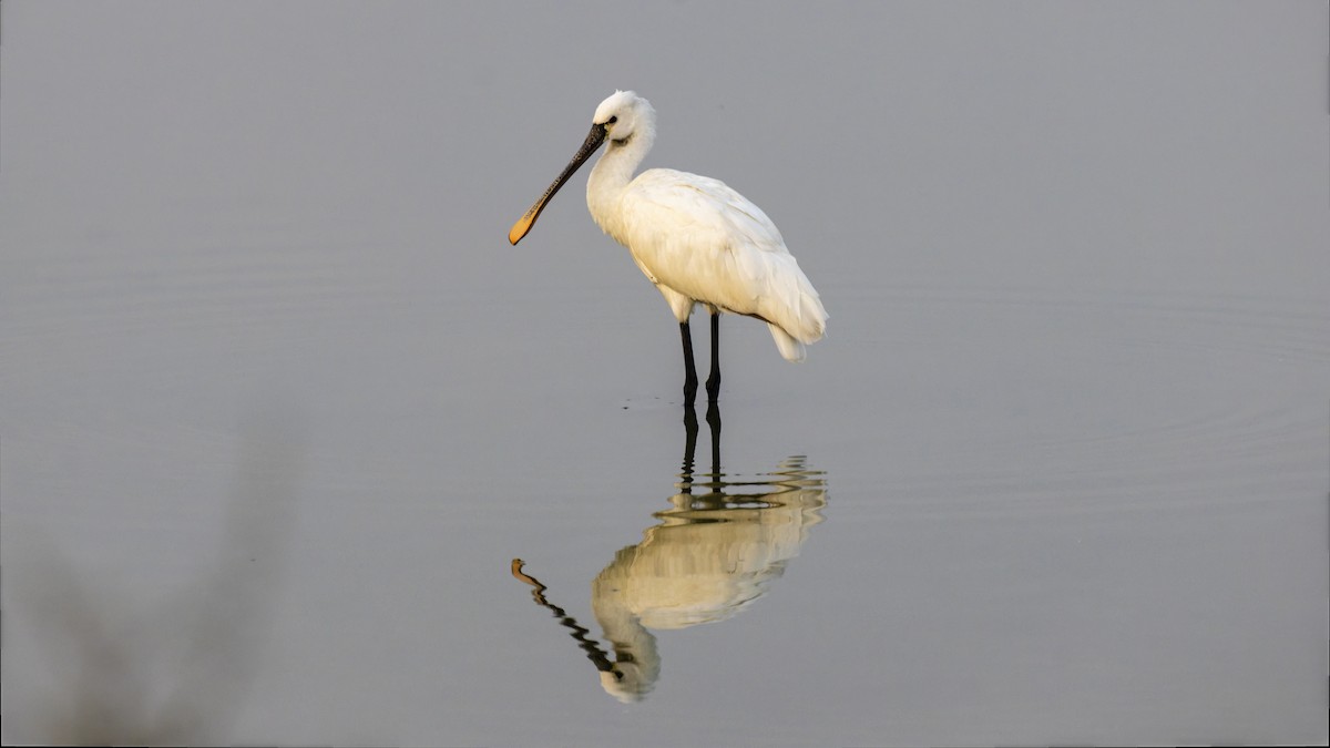 Eurasian Spoonbill - ML644912791