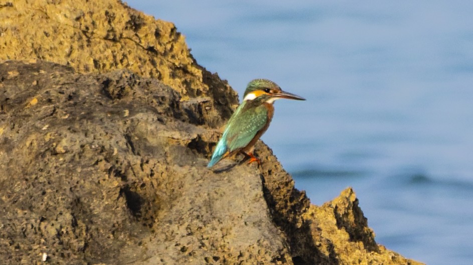 Common Kingfisher - ML644912805