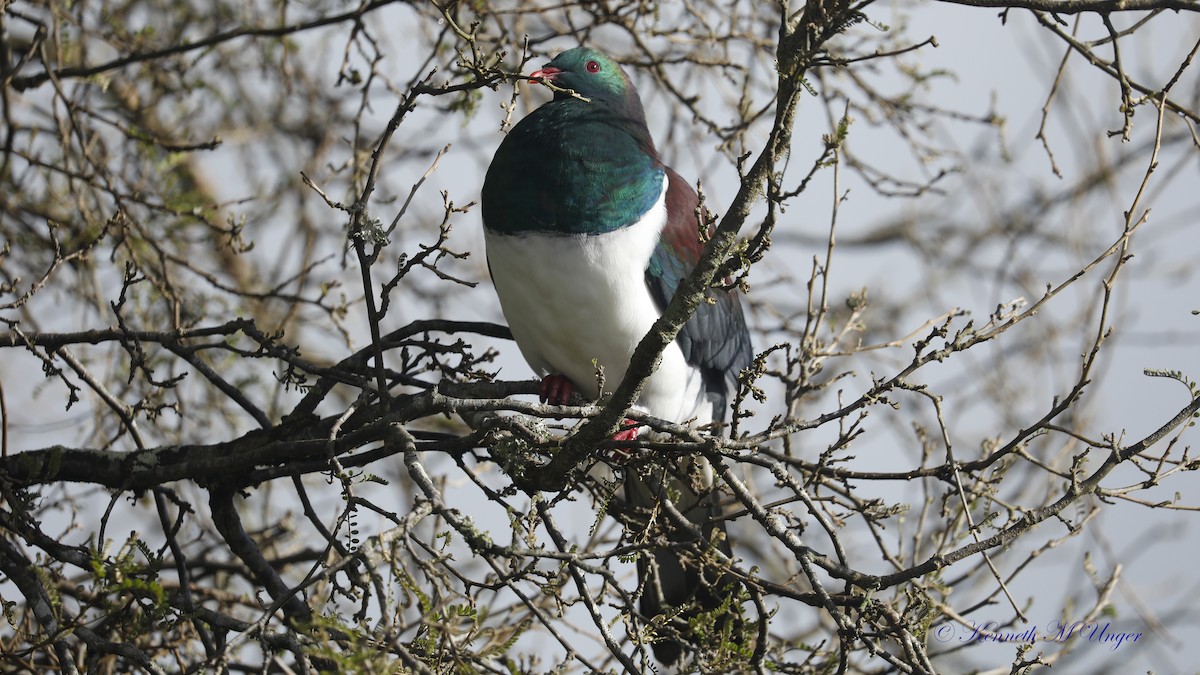 New Zealand Pigeon - ML644912807