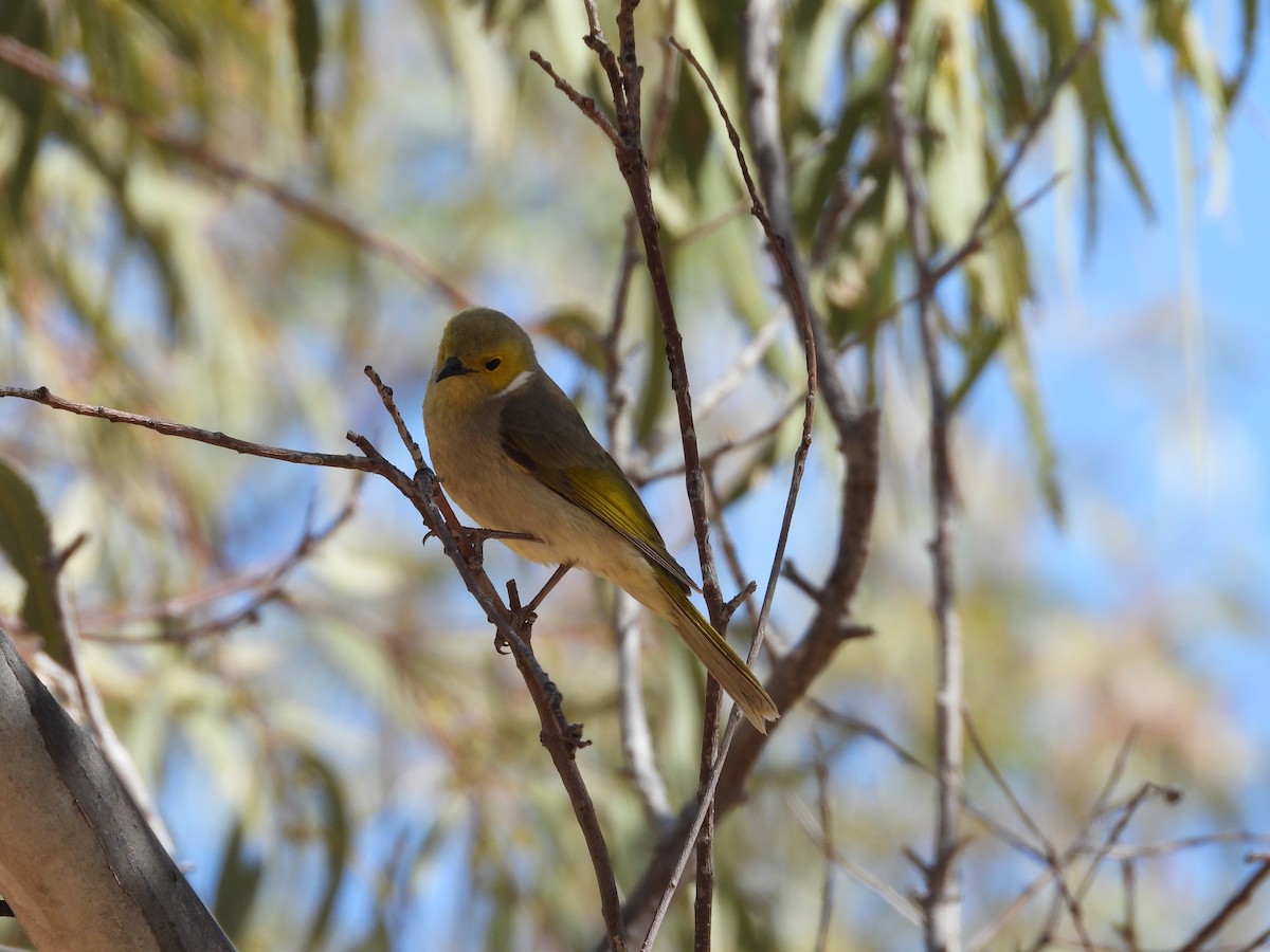 hvitsmykkehonningeter - ML644912808