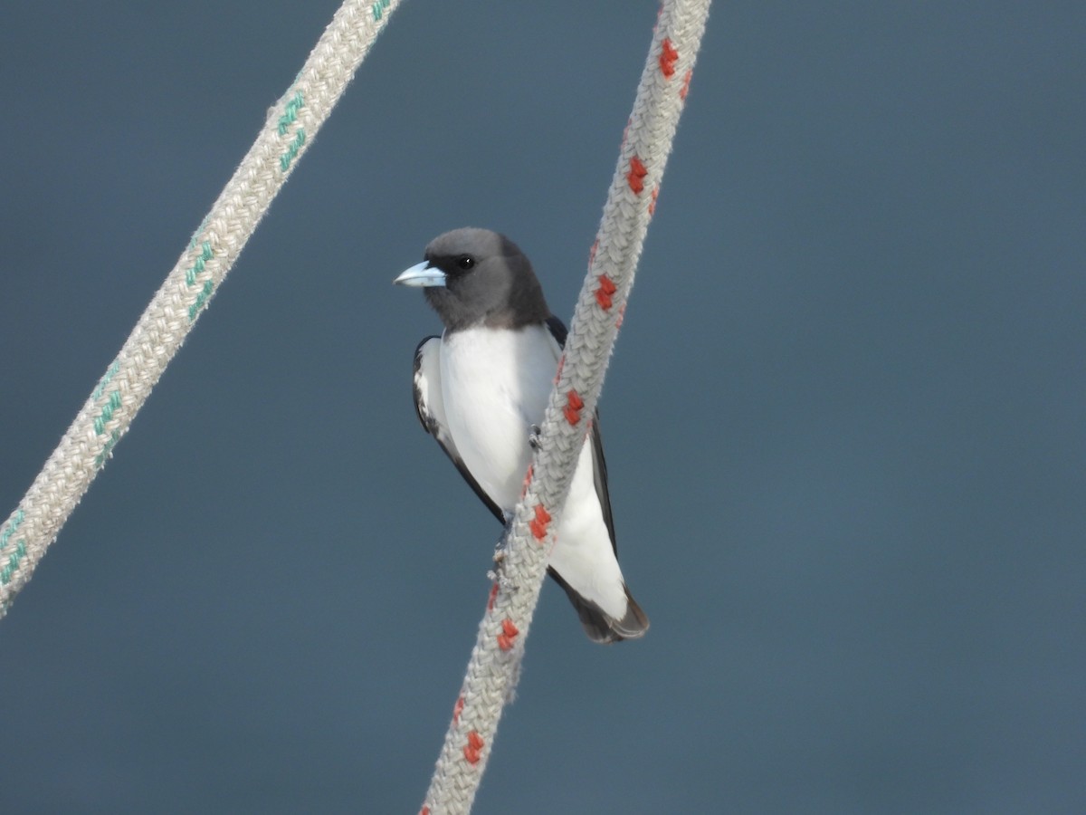 White-breasted Woodswallow - ML644912809