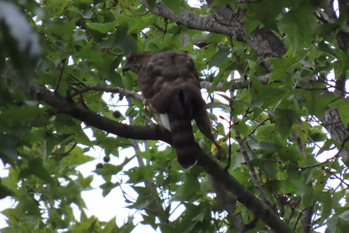 カンムリオオタカ - ML644912815