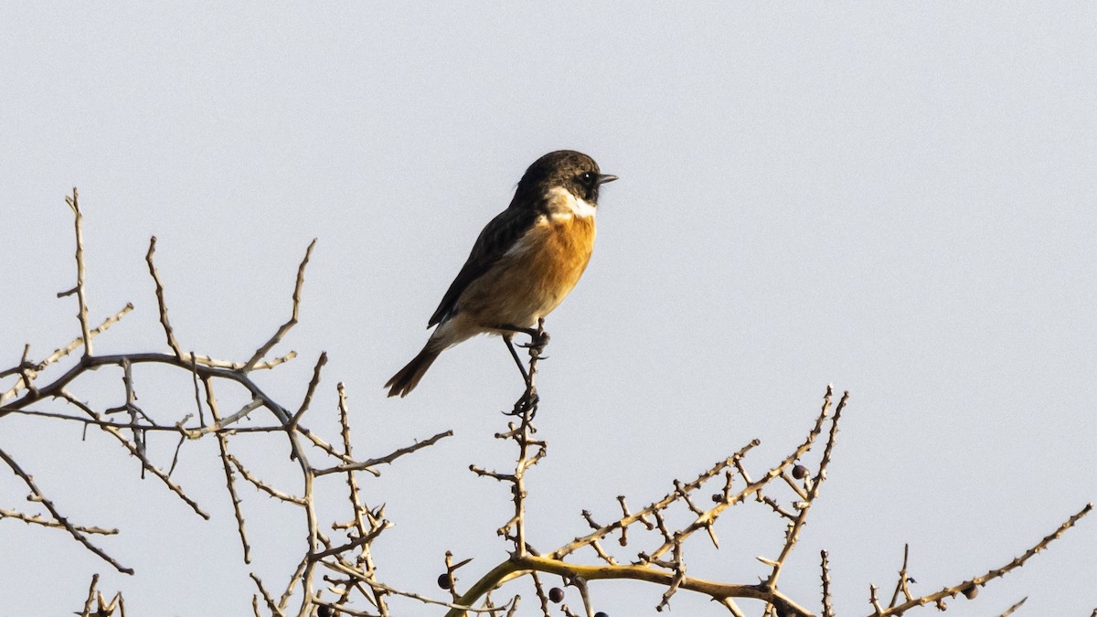 European Stonechat - ML644912816