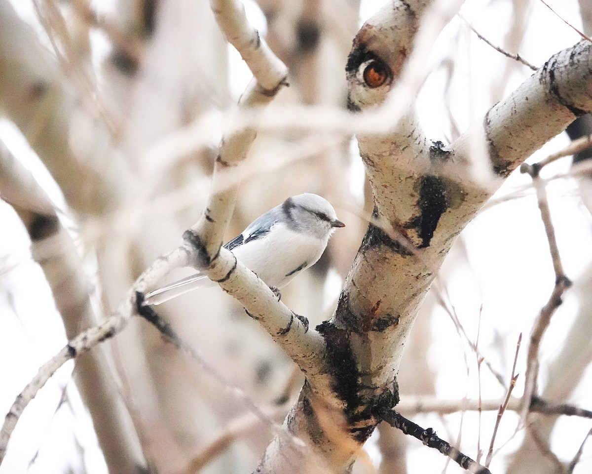 ルリガラ - ML644912817