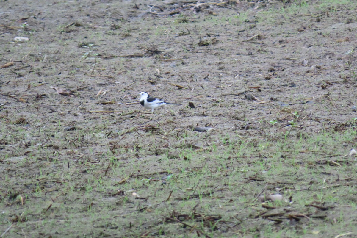 ハクセキレイ（亜種ホオジロハクセキレイ） - ML644912821