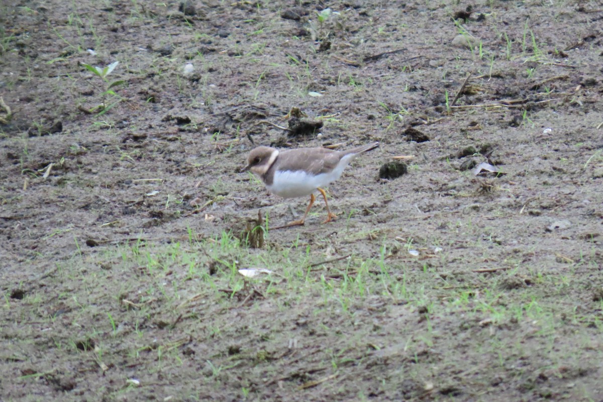 コチドリ - ML644912829