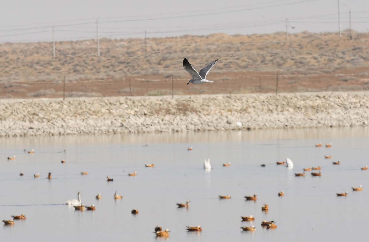 Gabbiano sghignazzante - ML644912830