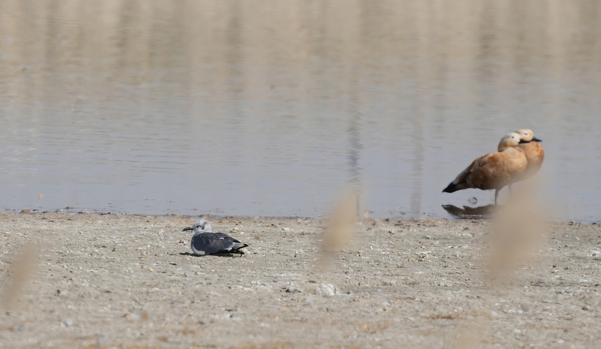 Gabbiano sghignazzante - ML644912831