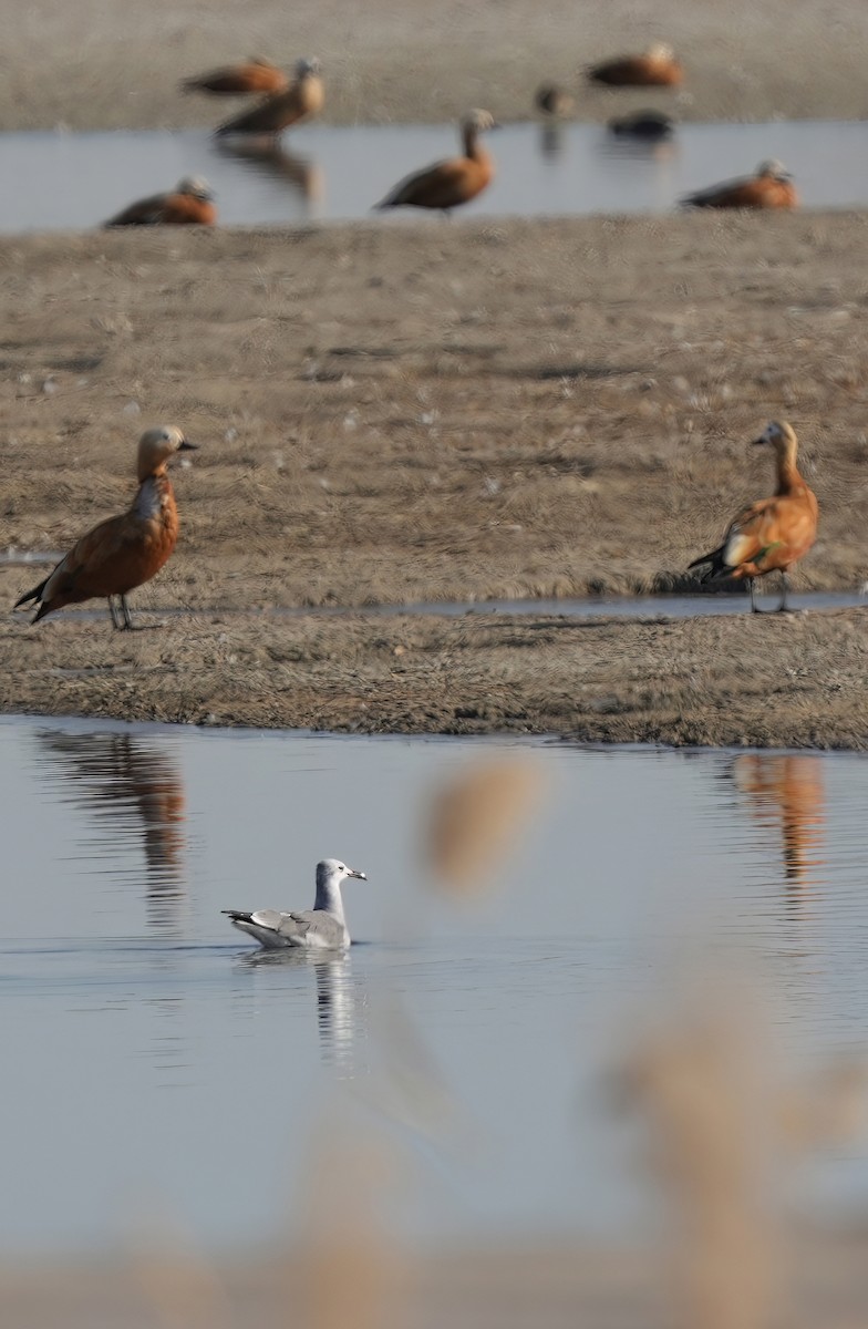 Gabbiano sghignazzante - ML644912832
