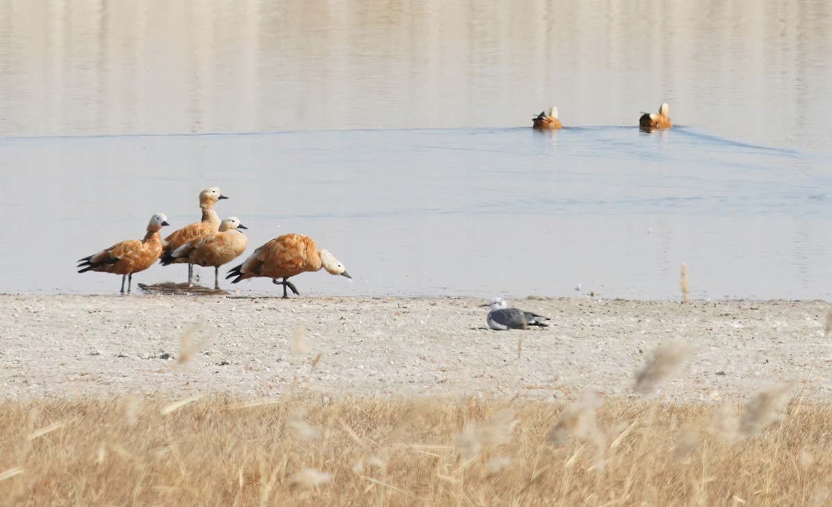 Gabbiano sghignazzante - ML644912834