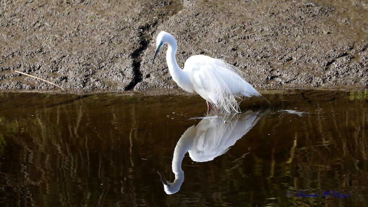 ダイサギ - ML644912835